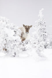 Caribou montagnard 014