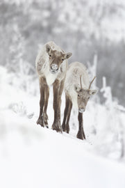 Caribou montagnard 015