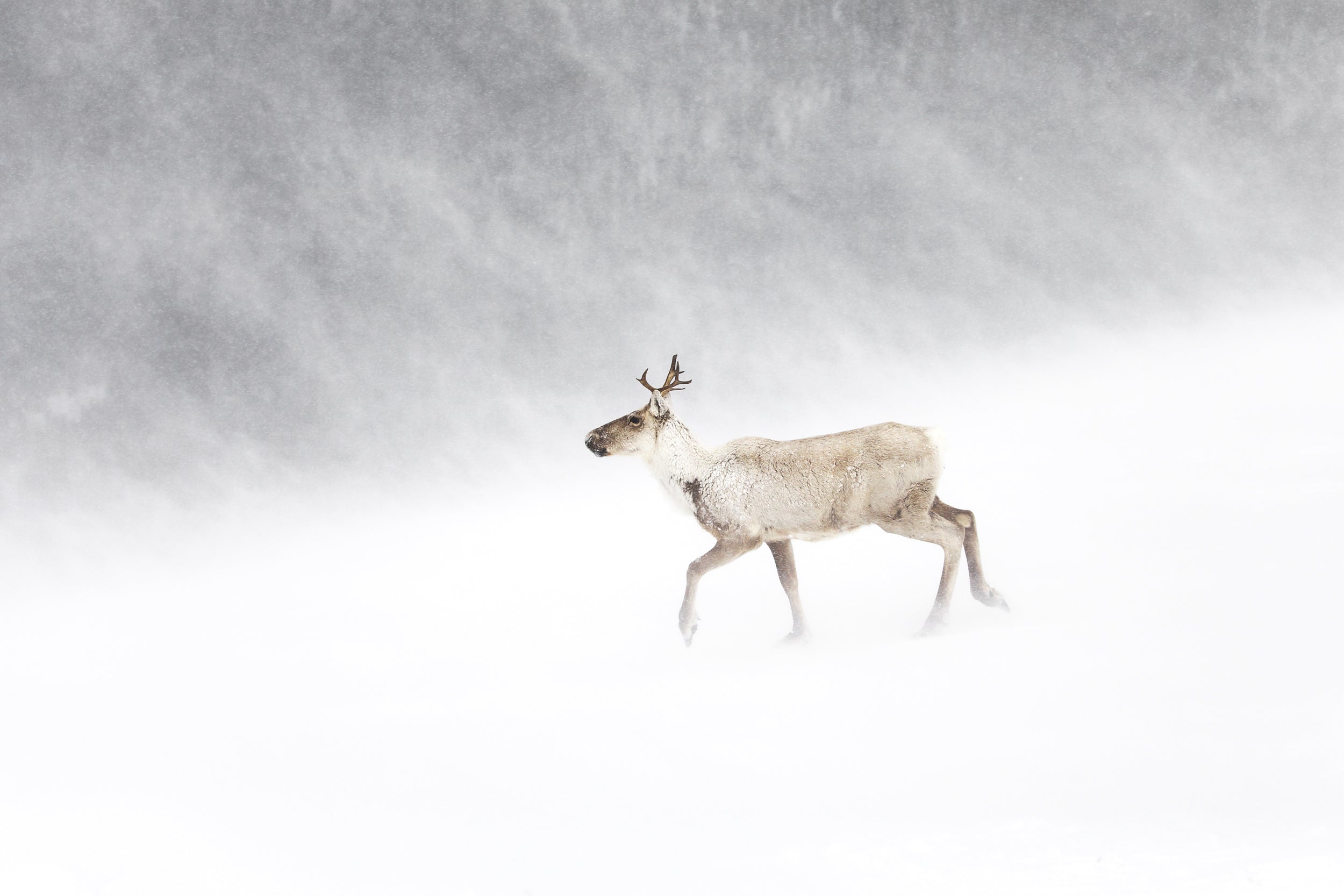 Caribou montagnard 019