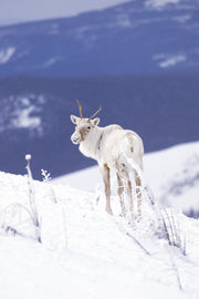 Caribou montagnard 021