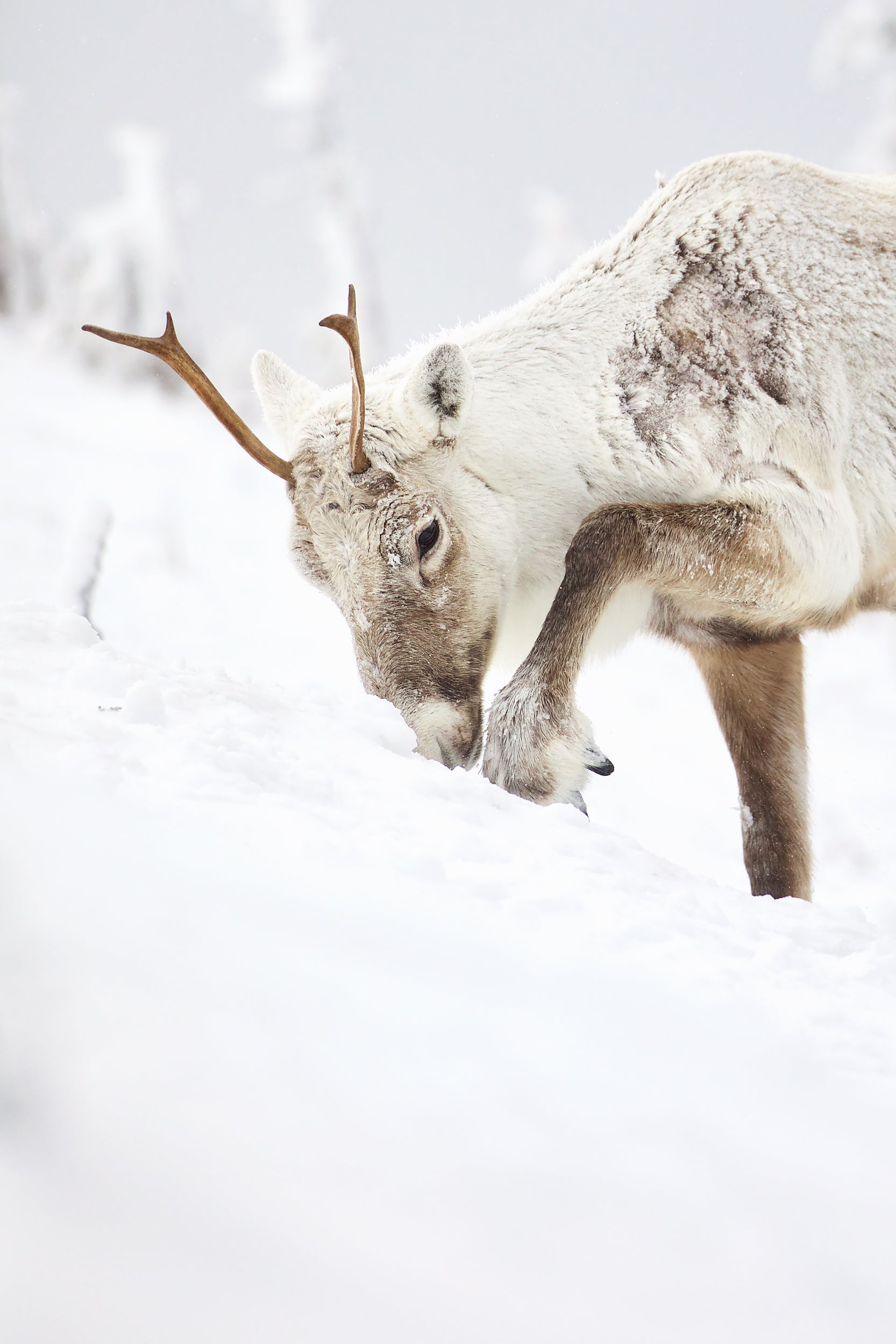 Caribou montagnard 022