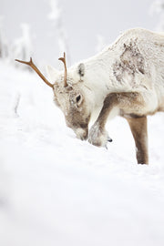 Caribou montagnard 022