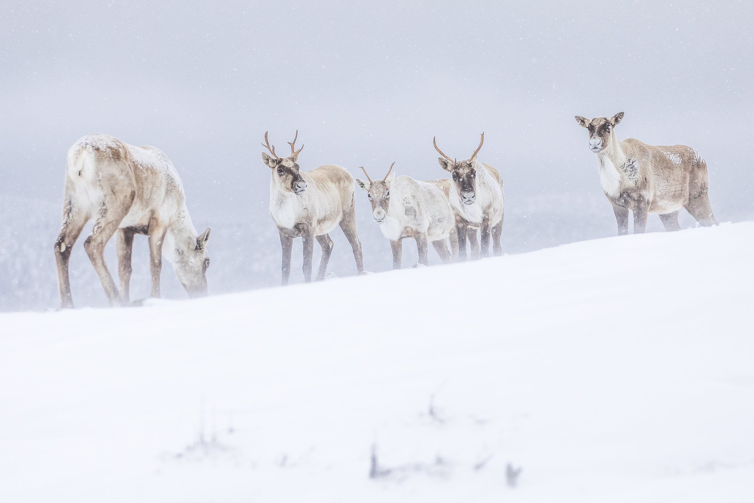 Caribou montagnard 027