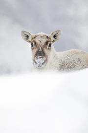 Caribou montagnard 036