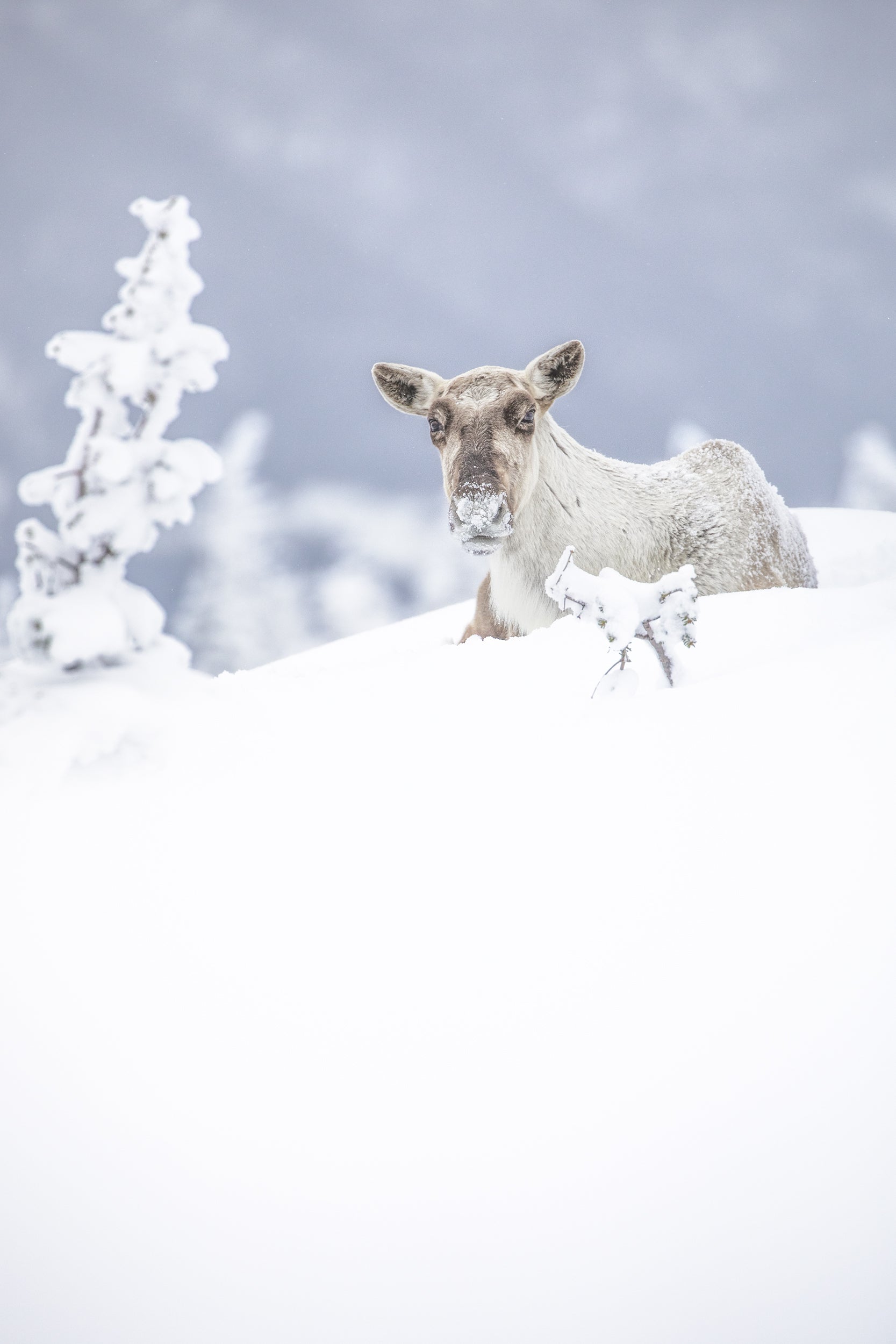 Caribou montagnard 038