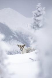 Caribou montagnard 039
