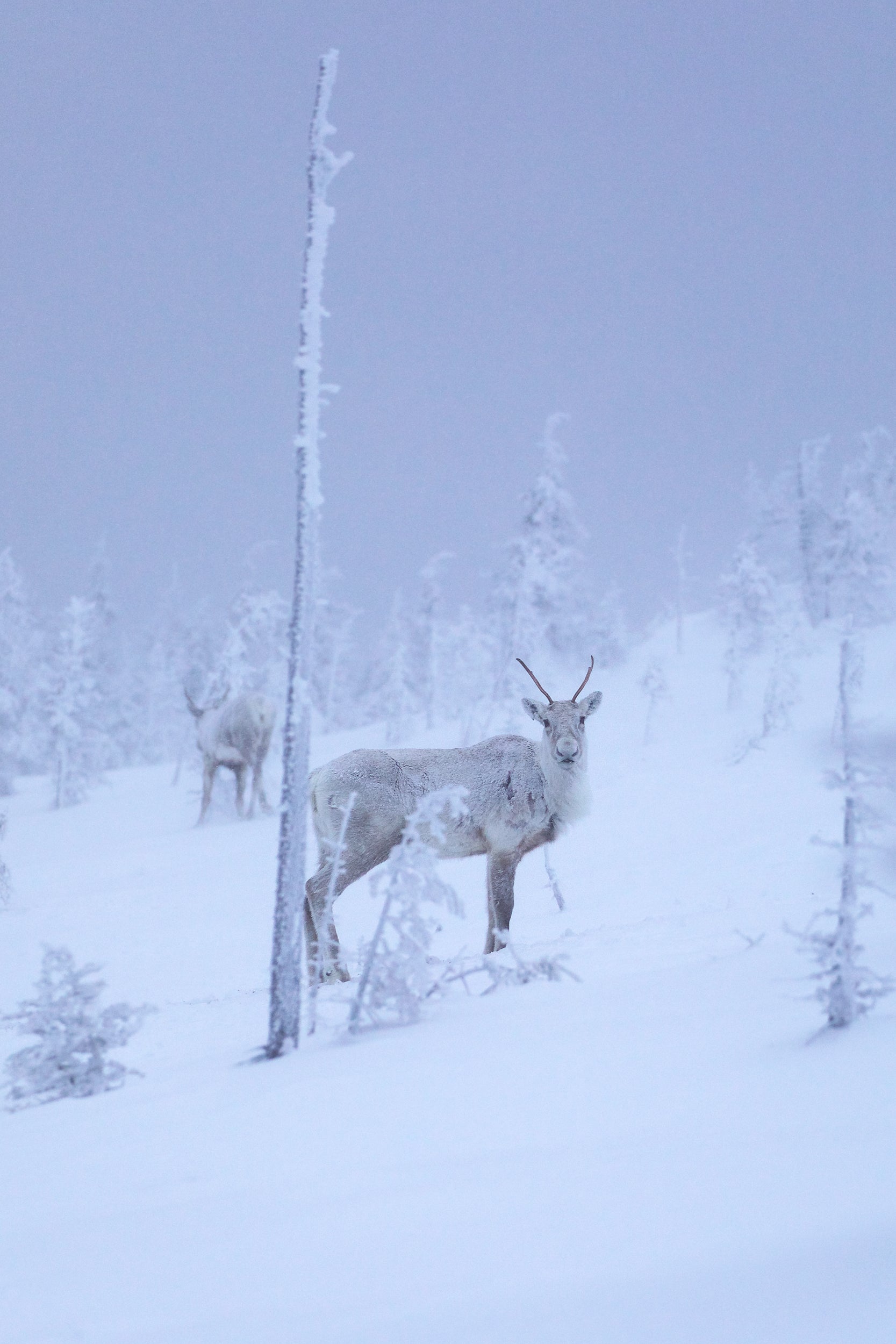 Caribou montagnard 047
