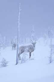 Caribou montagnard 047