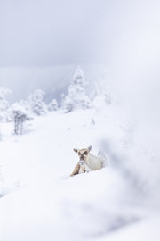 Caribou montagnard 065