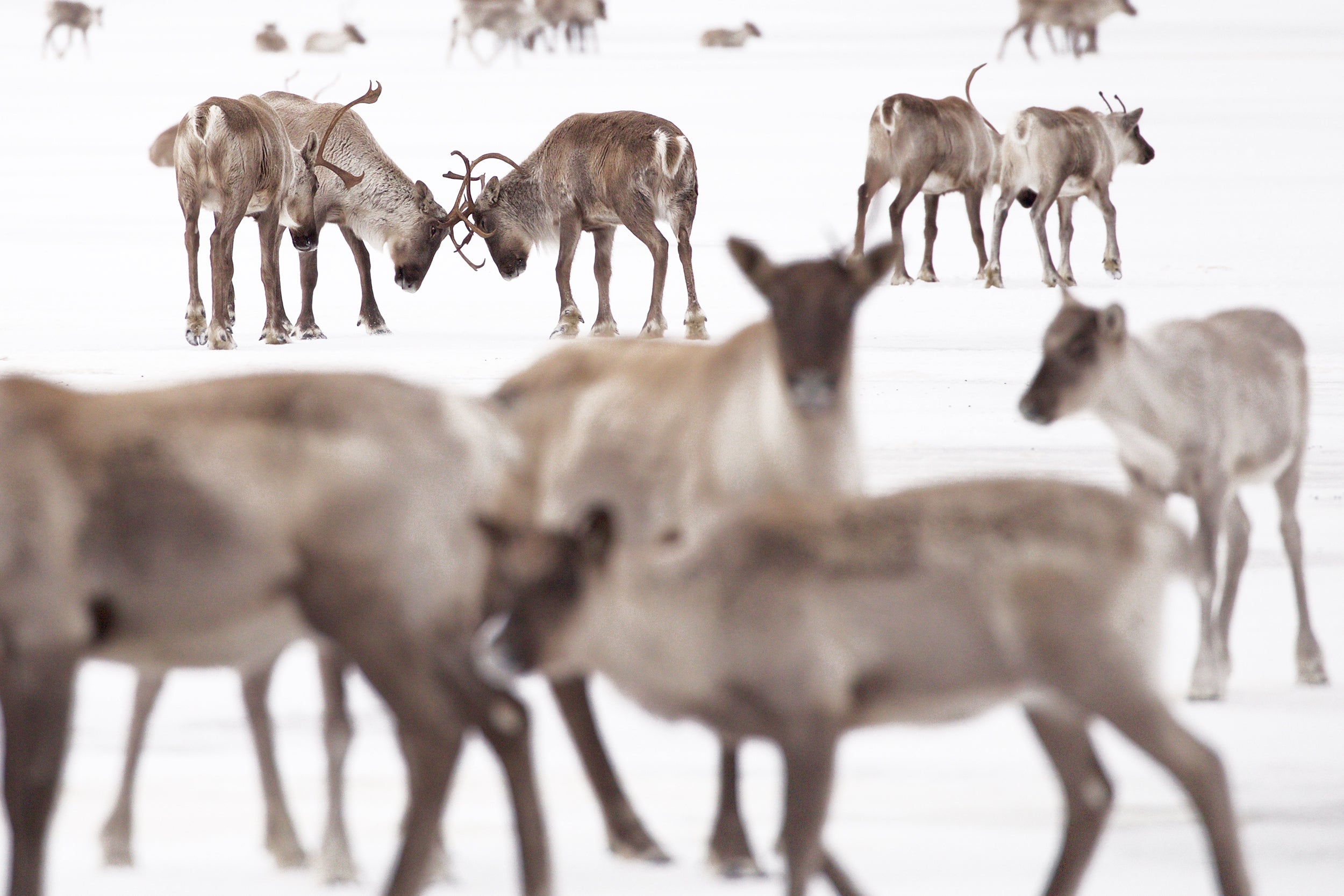 Caribou migrateur - Hiver 003