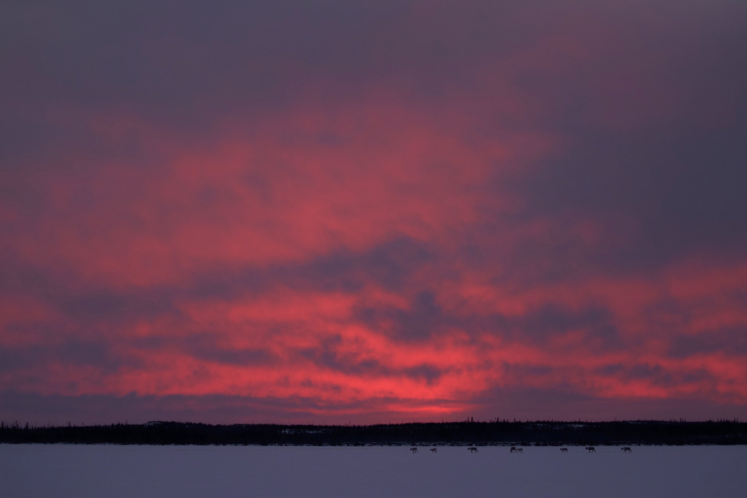 Caribou migrateur - Hiver 005