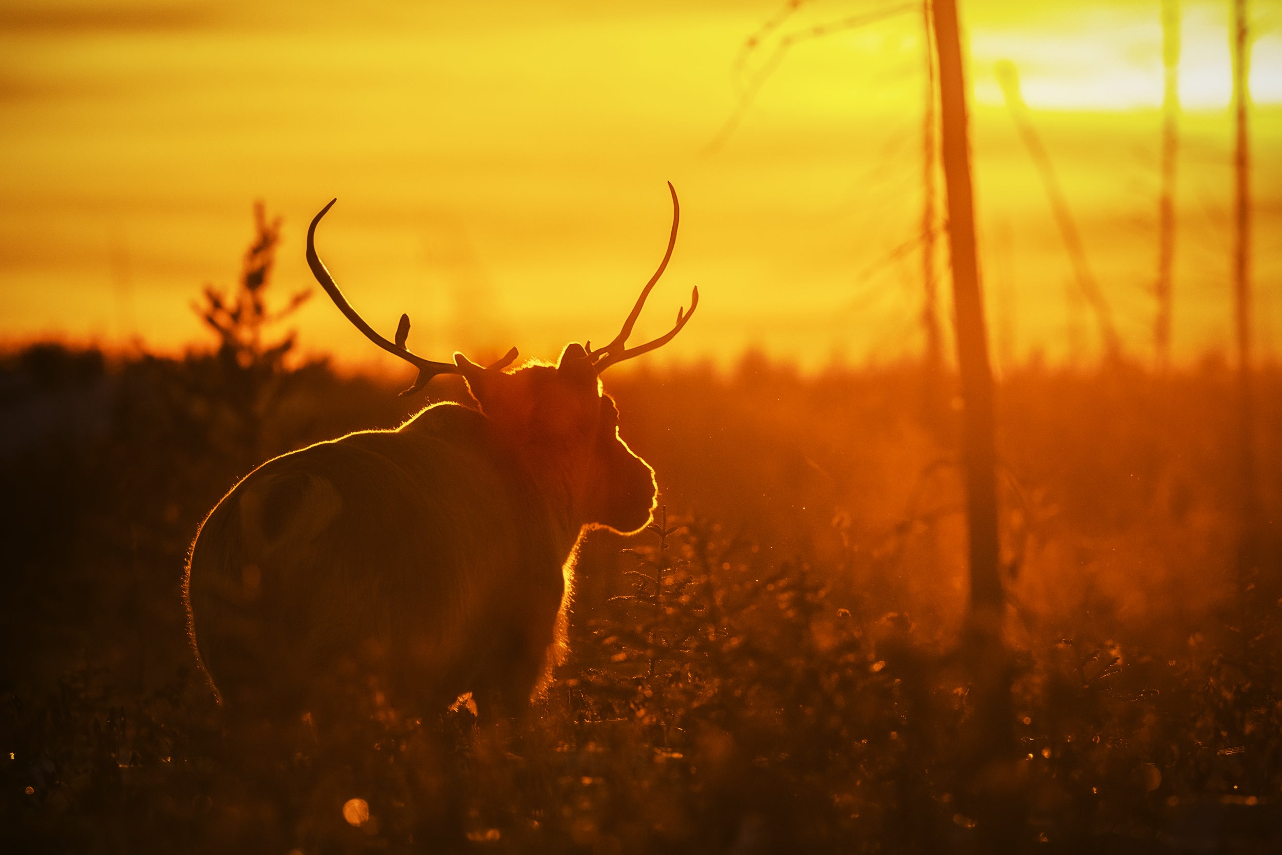 Caribou migrateur - Hiver 008