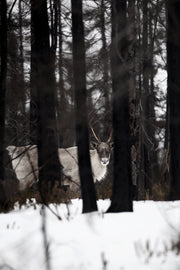 Caribou migrateur - Hiver 009