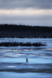 Caribou migrateur - Hiver 010