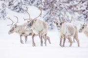 Caribou migrateur - Hiver 103