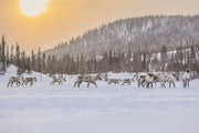 Caribou migrateur - Hiver 107