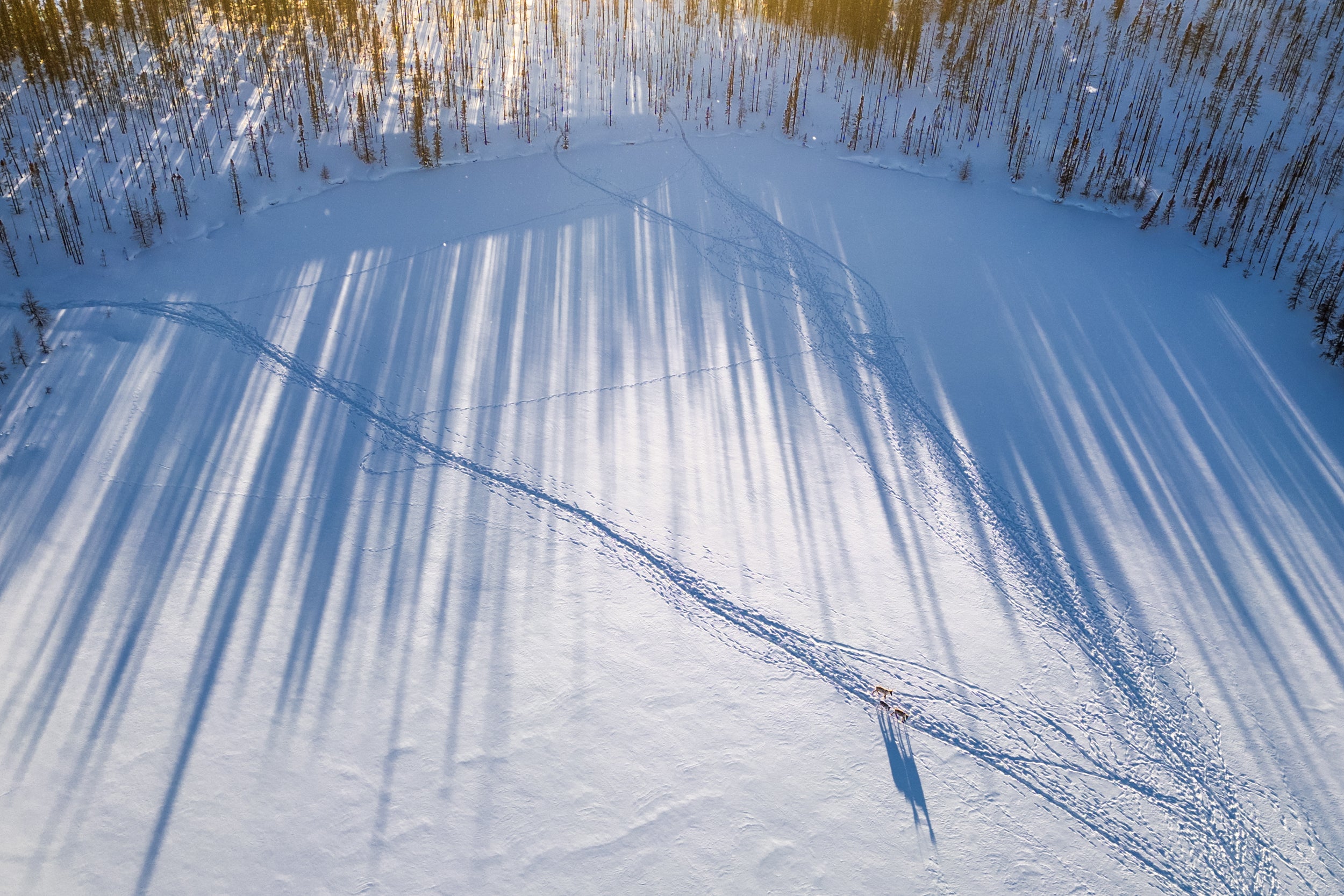 Caribou migrateur - Hiver 113