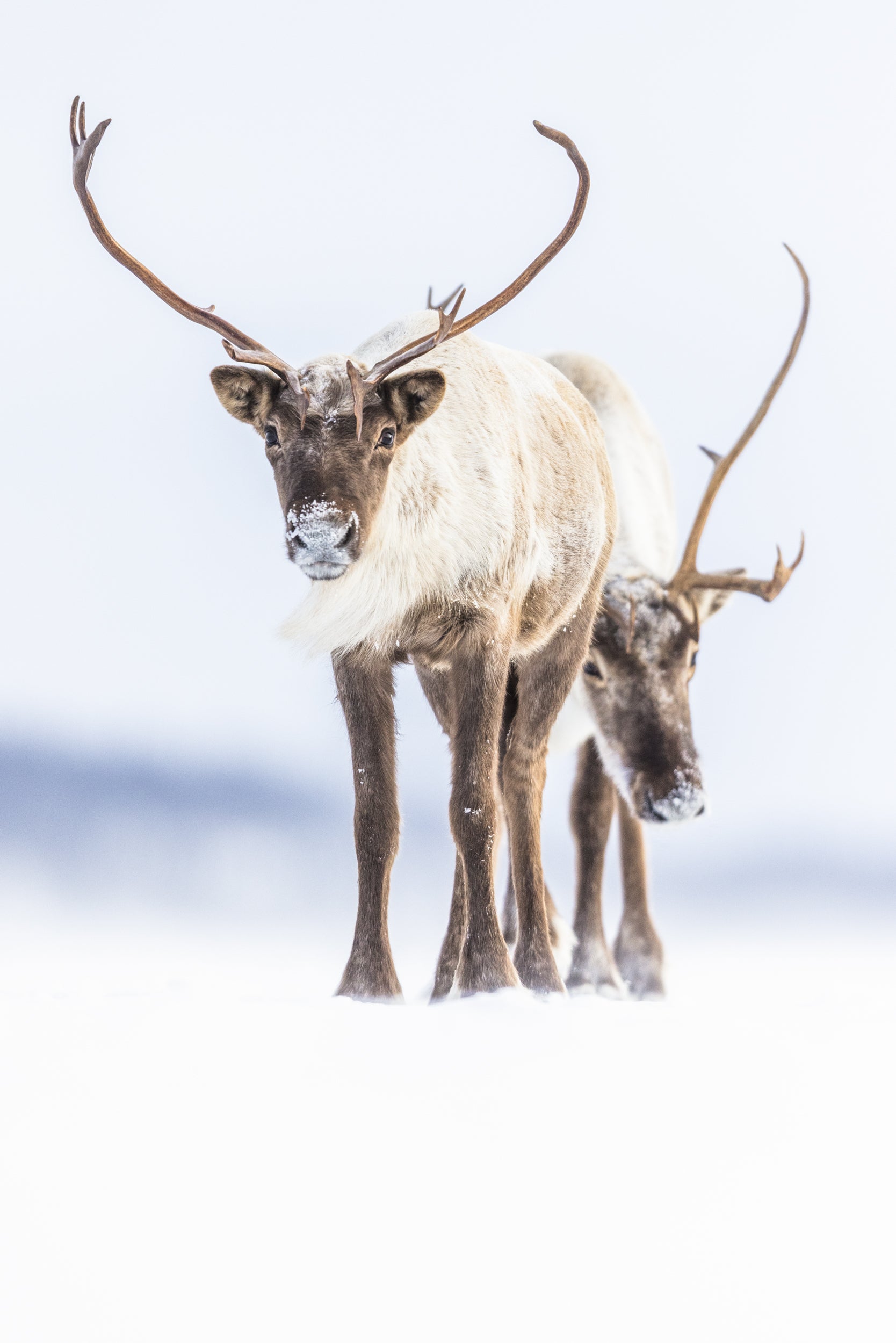Caribou migrateur - Hiver 125