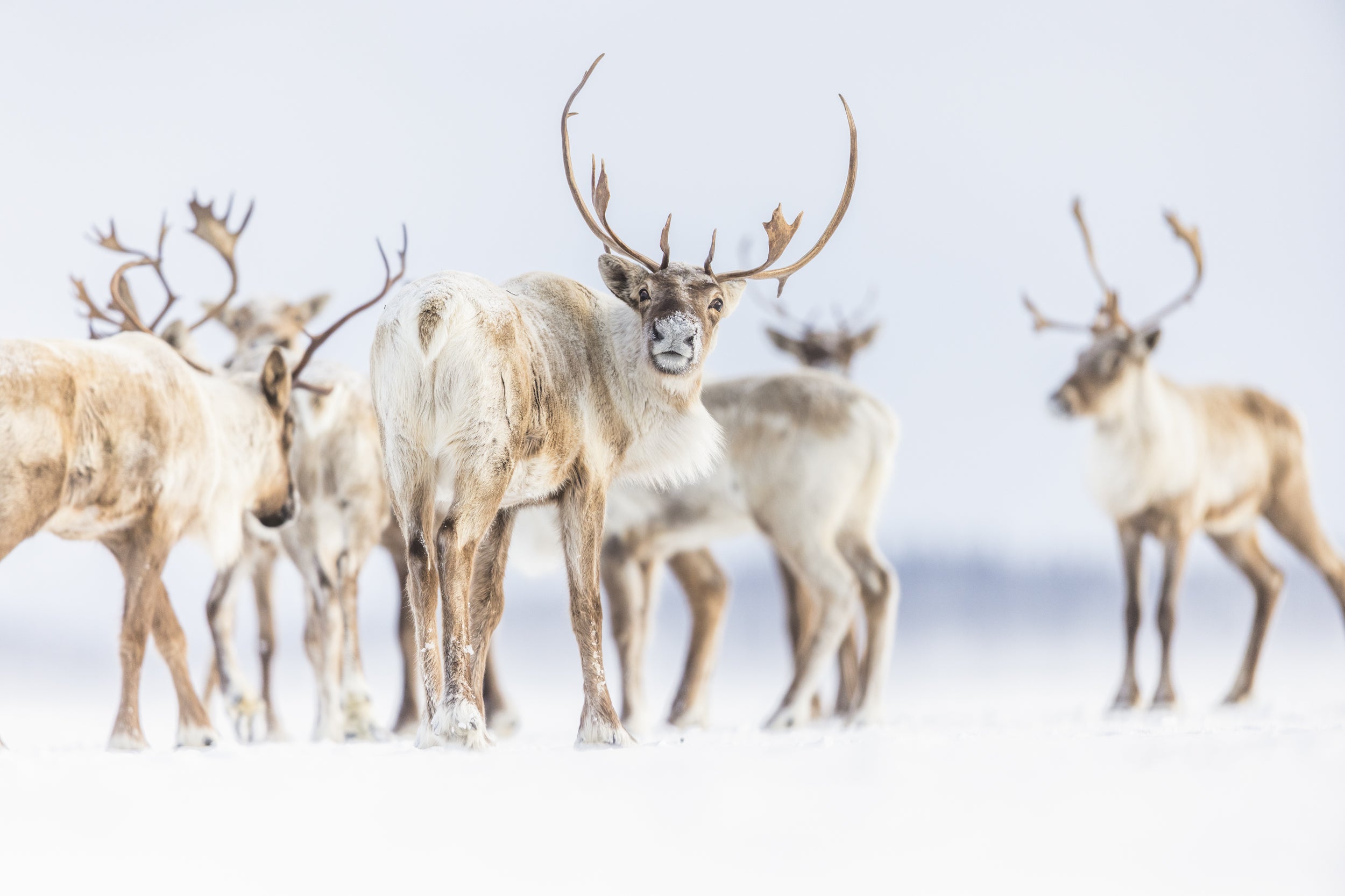 Caribou migrateur - Hiver 126