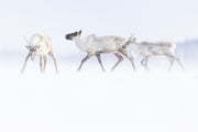 Caribou migrateur - Hiver 127