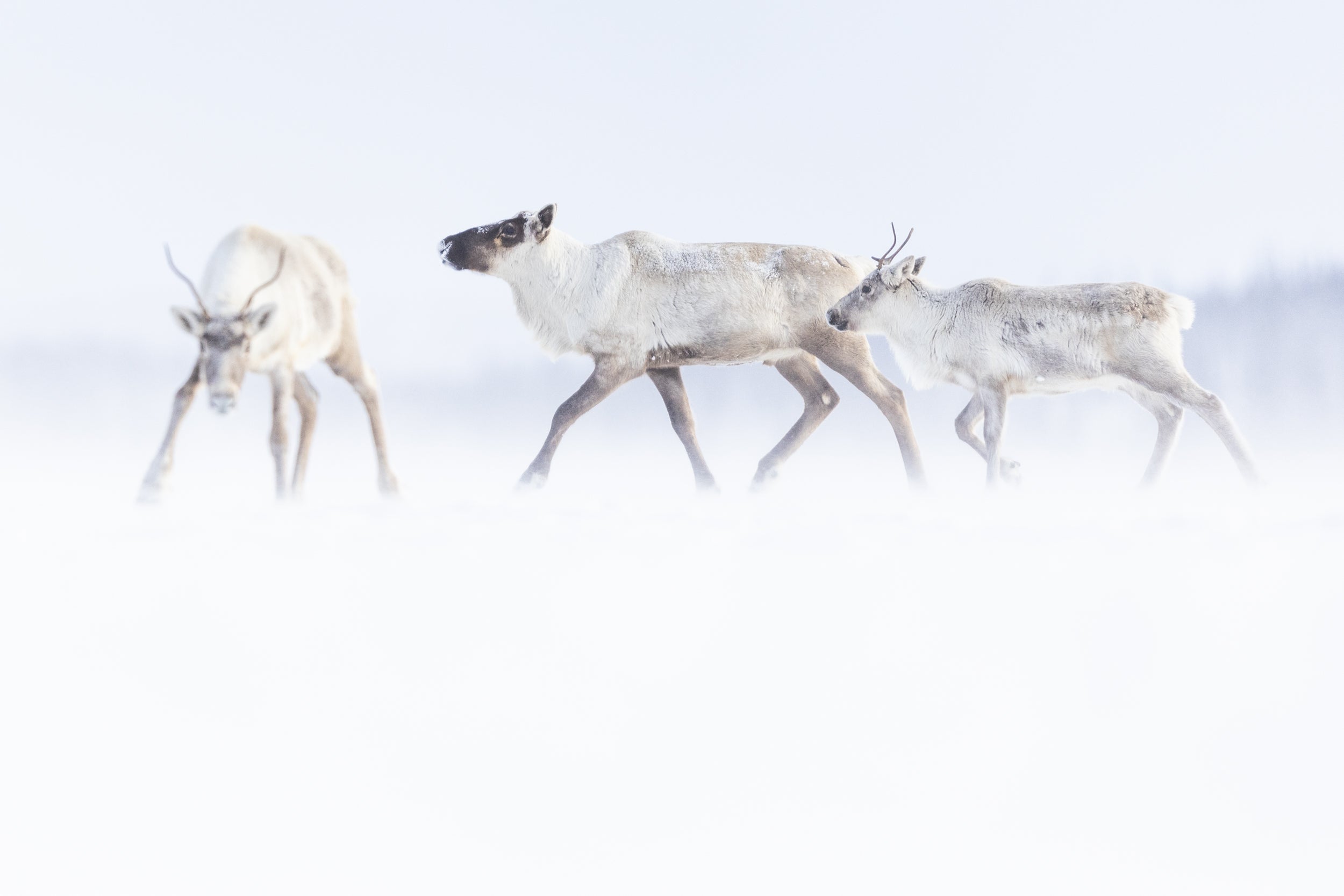 Caribou migrateur - Hiver 127