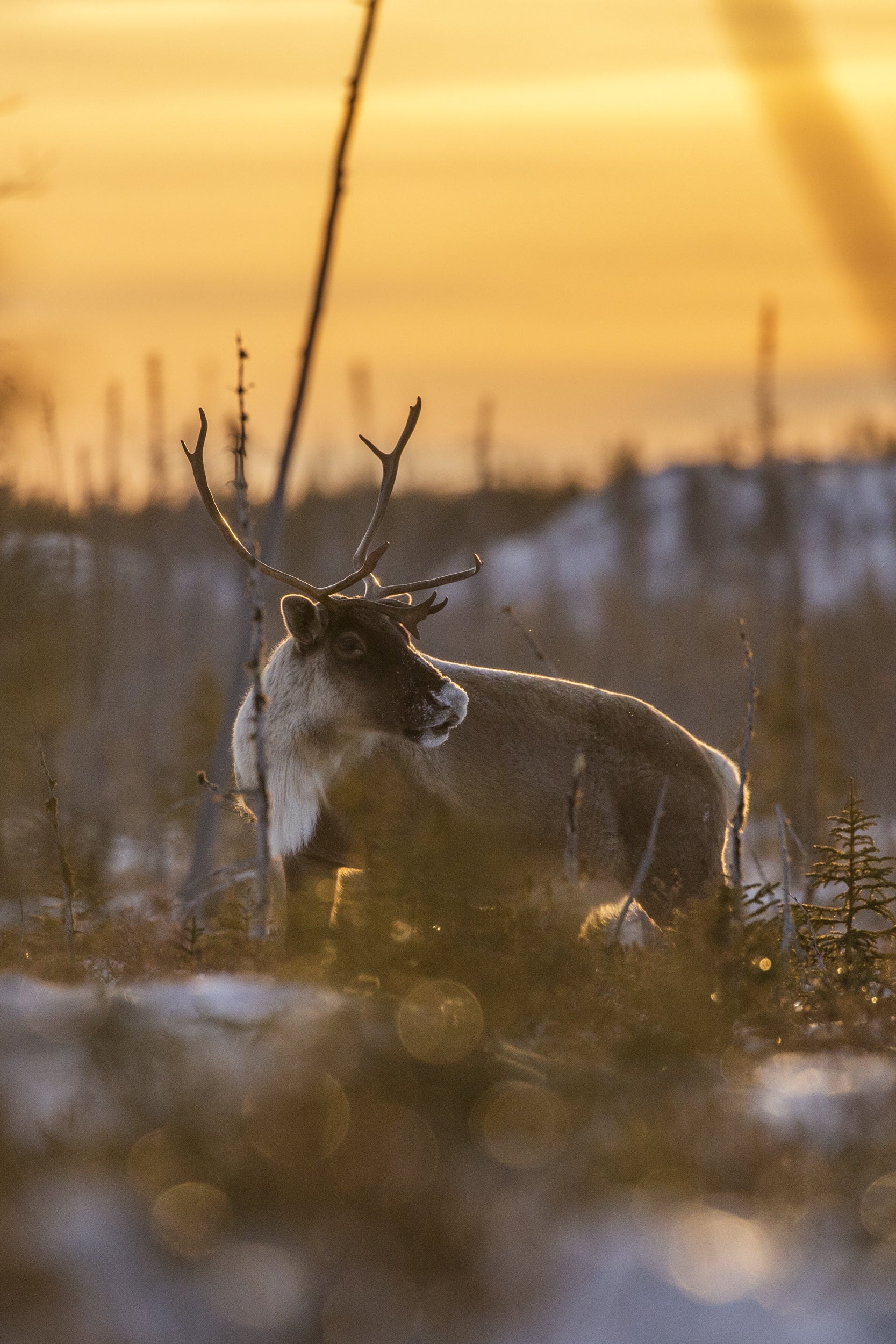 Caribou migrateur - Hiver 012