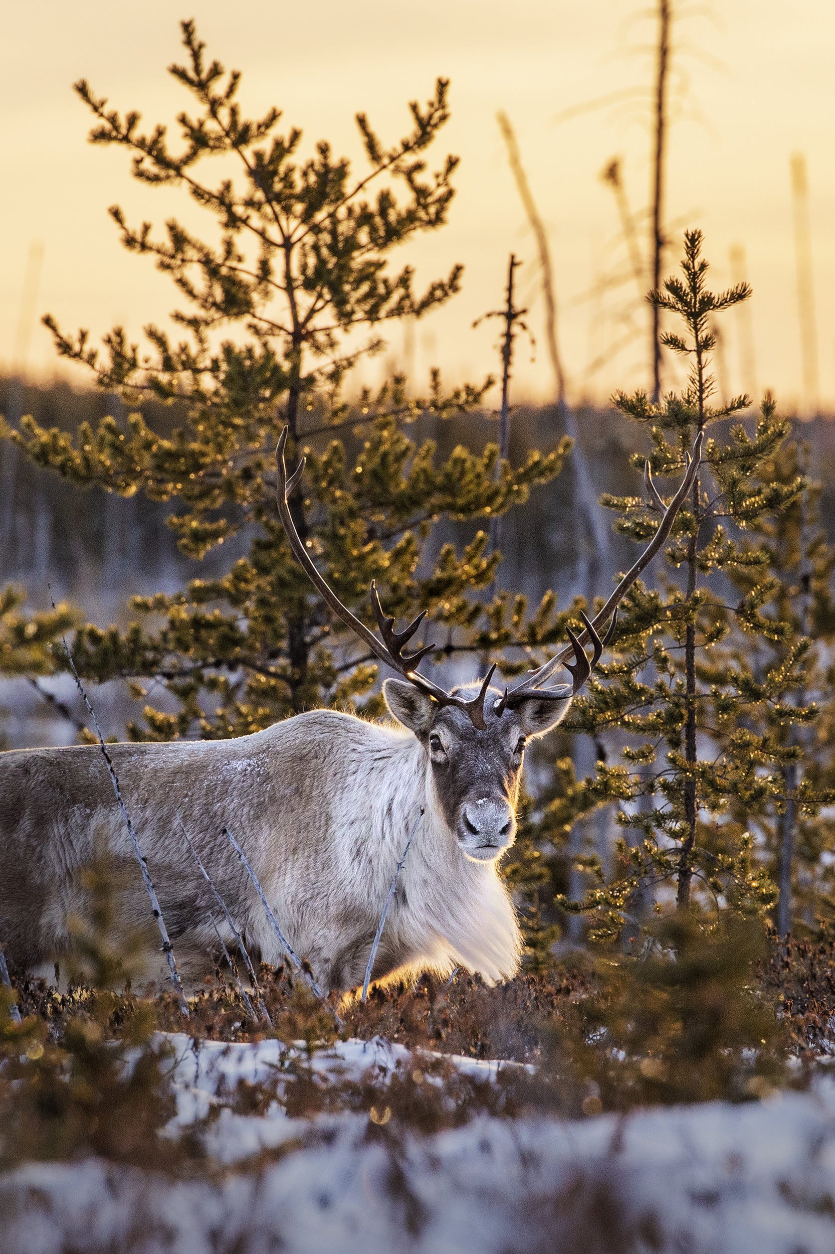 Caribou Toundra 13