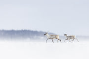 Caribou migrateur - Hiver 132