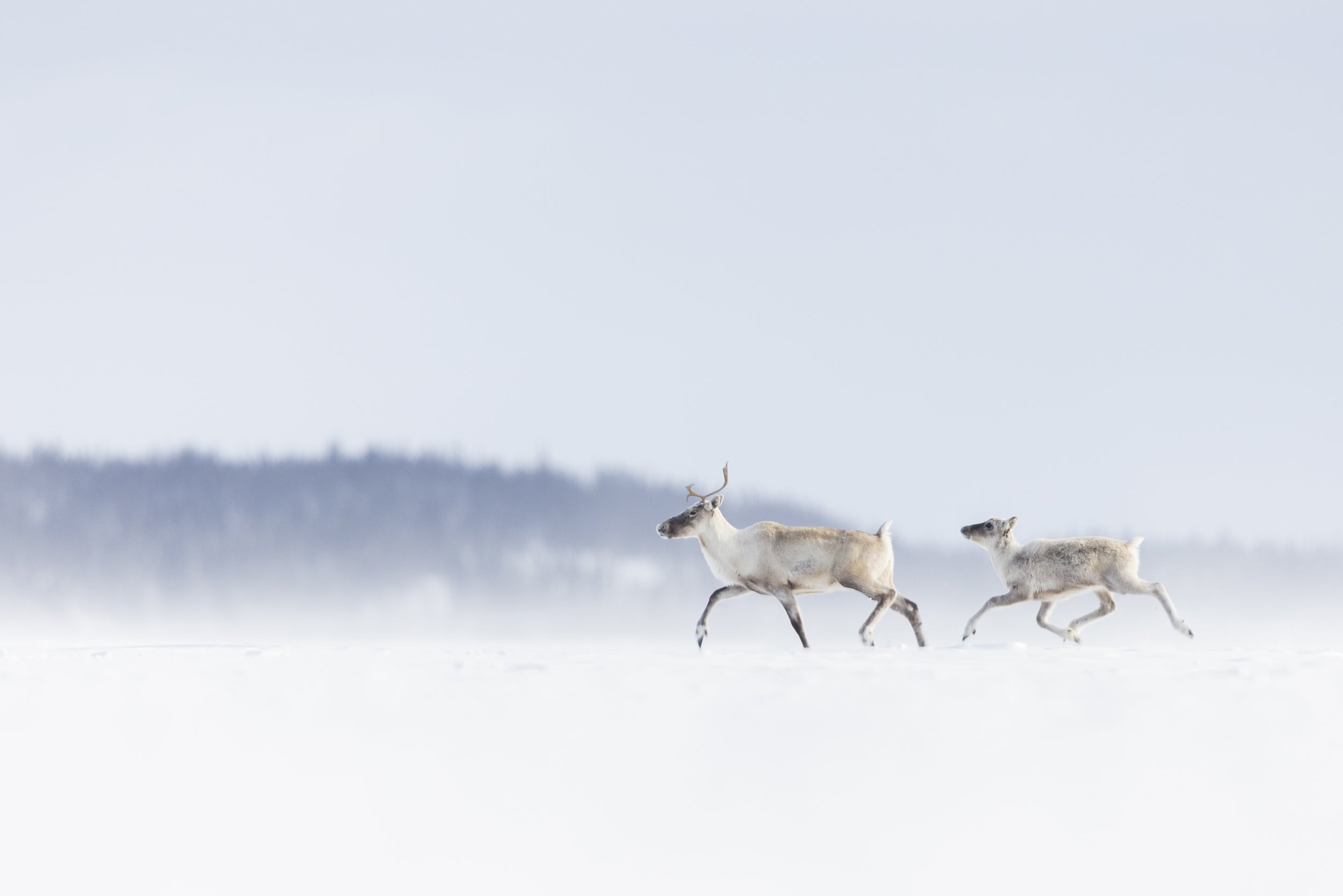 Caribou migrateur - Hiver 132