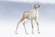 Caribou migrateur - Hiver 135