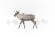Caribou migrateur - Hiver 140