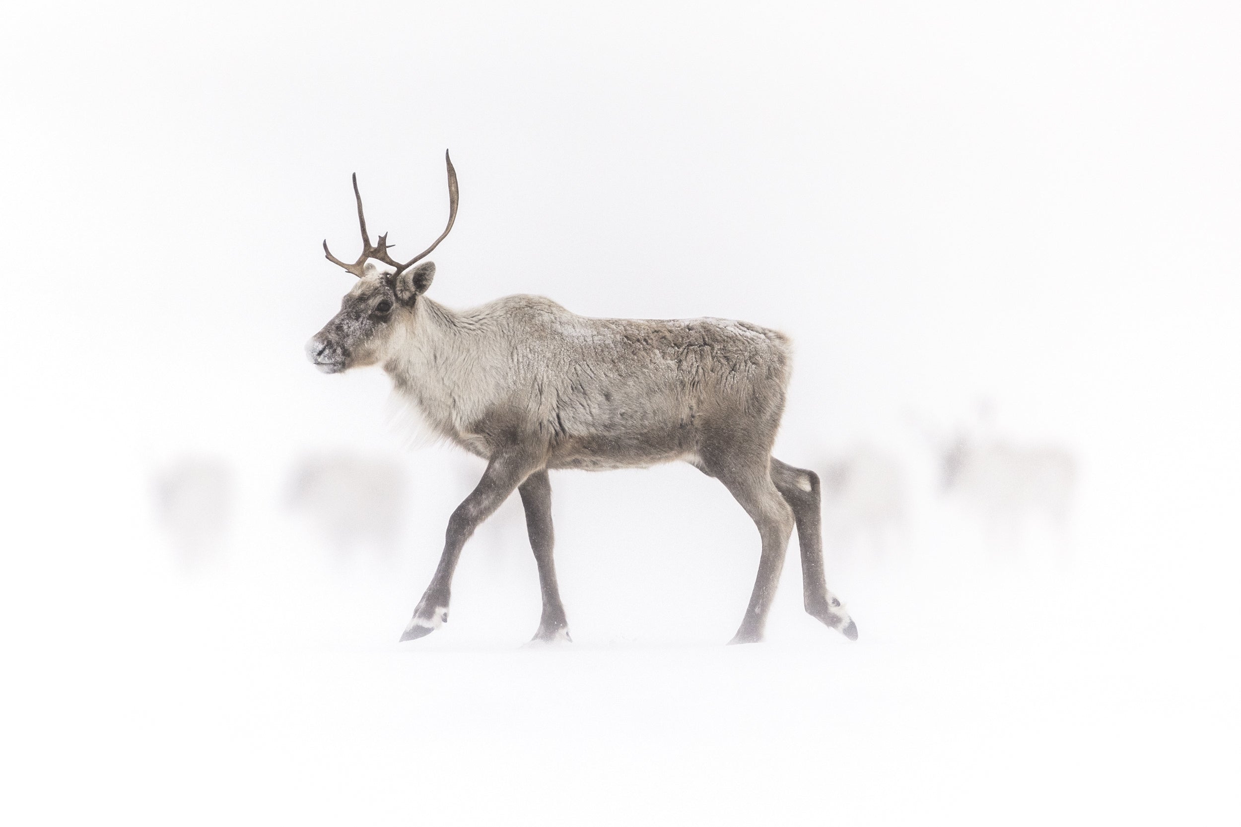 Caribou migrateur - Hiver 140