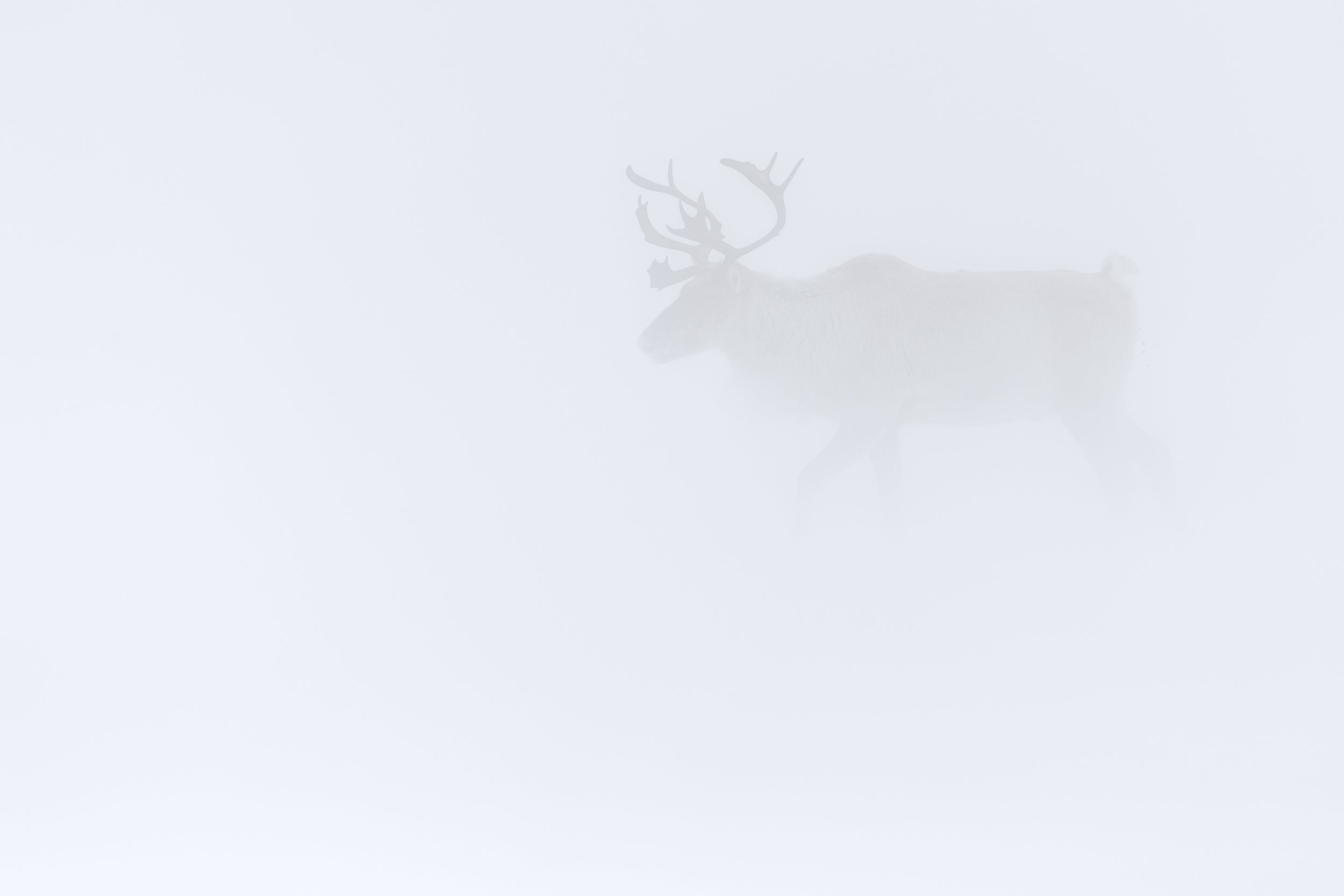 Caribou migrateur - Hiver 143