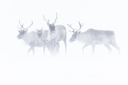 Caribou migrateur - Hiver 144