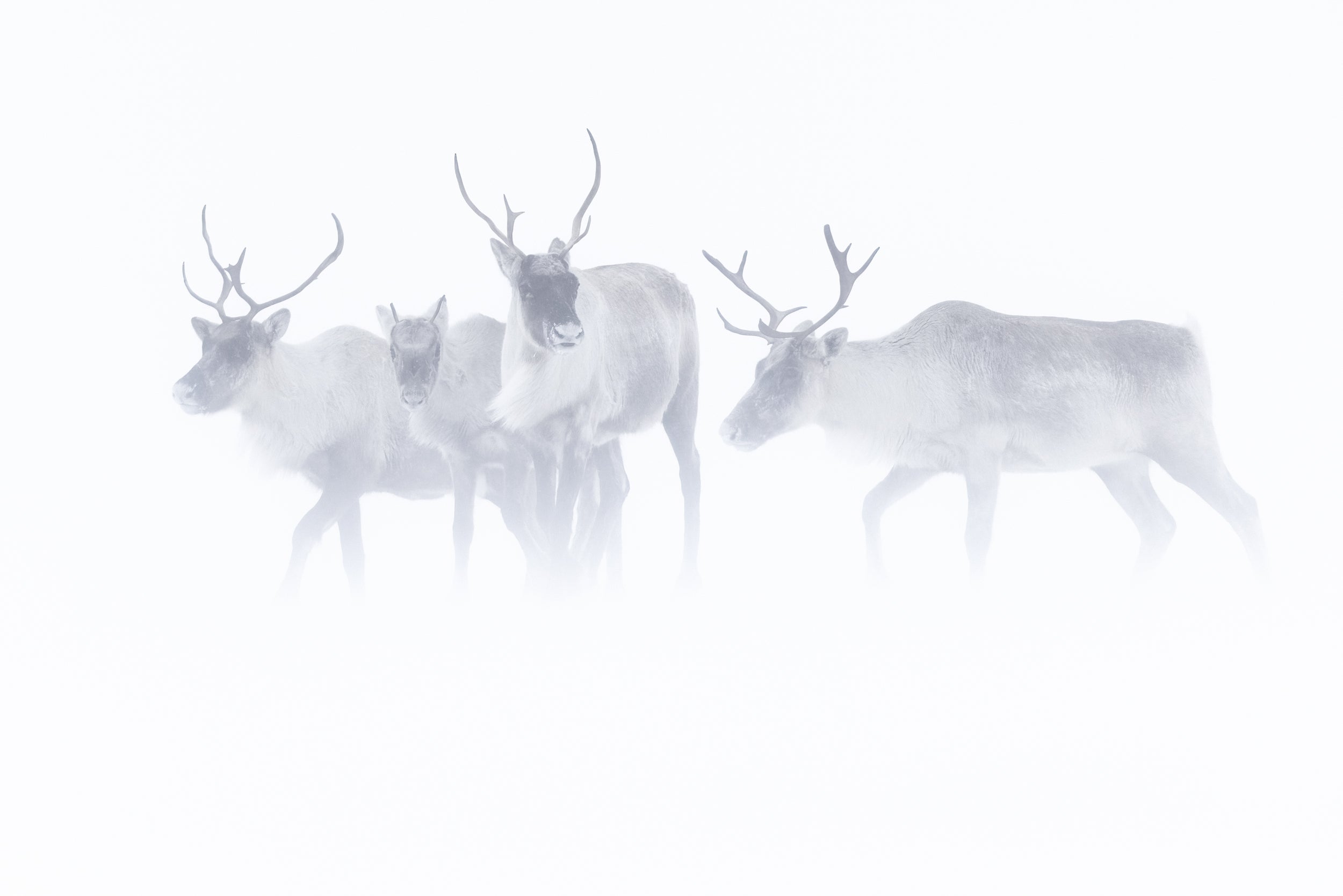 Caribou migrateur - Hiver 144