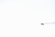 Caribou migrateur - Hiver 146