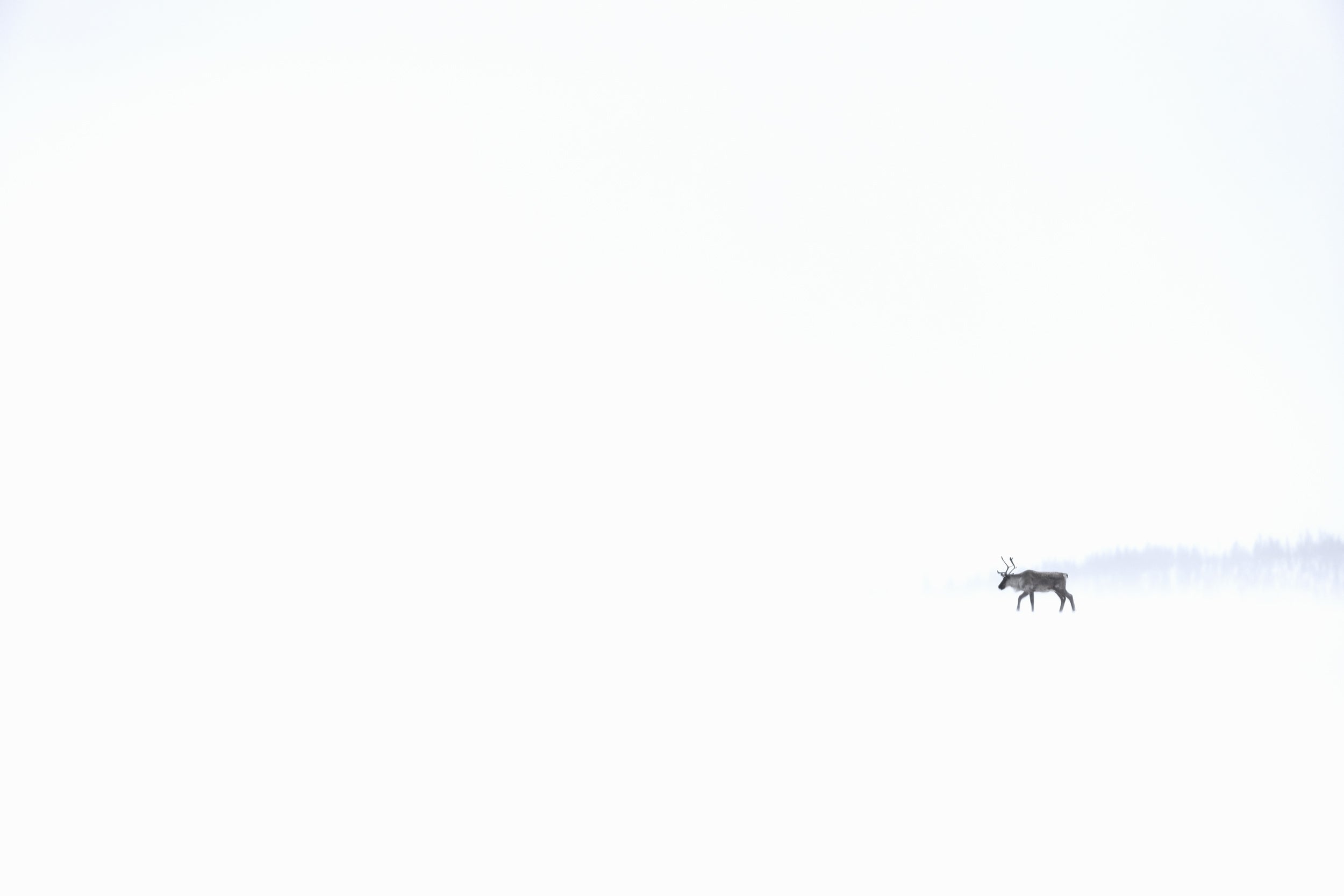 Caribou migrateur - Hiver 146