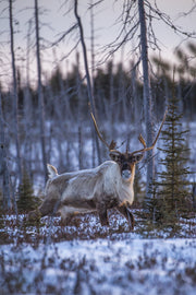 Caribou migrateur - Hiver 015