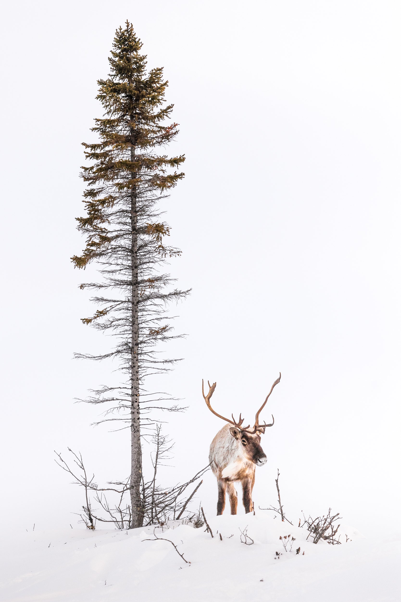 Caribou migrateur - Hiver 152