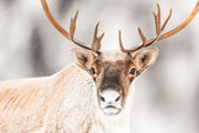 Caribou migrateur - Hiver 154