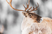 Caribou migrateur - Hiver 155