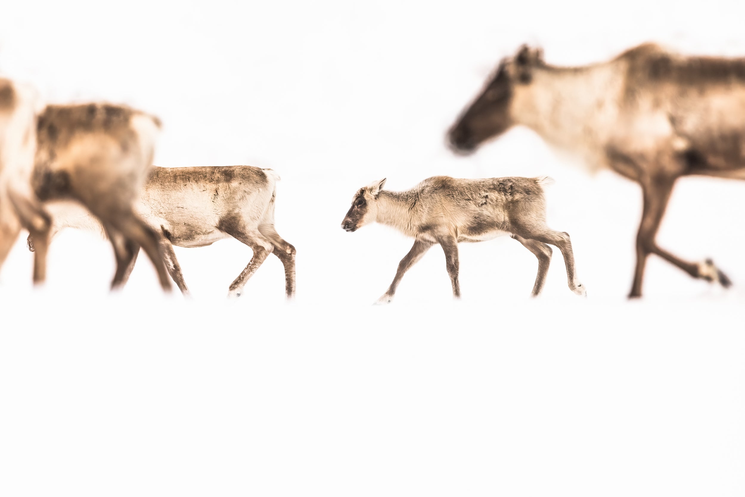 Caribou migrateur - Hiver 156