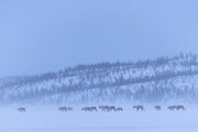 Caribou migrateur - Hiver 160