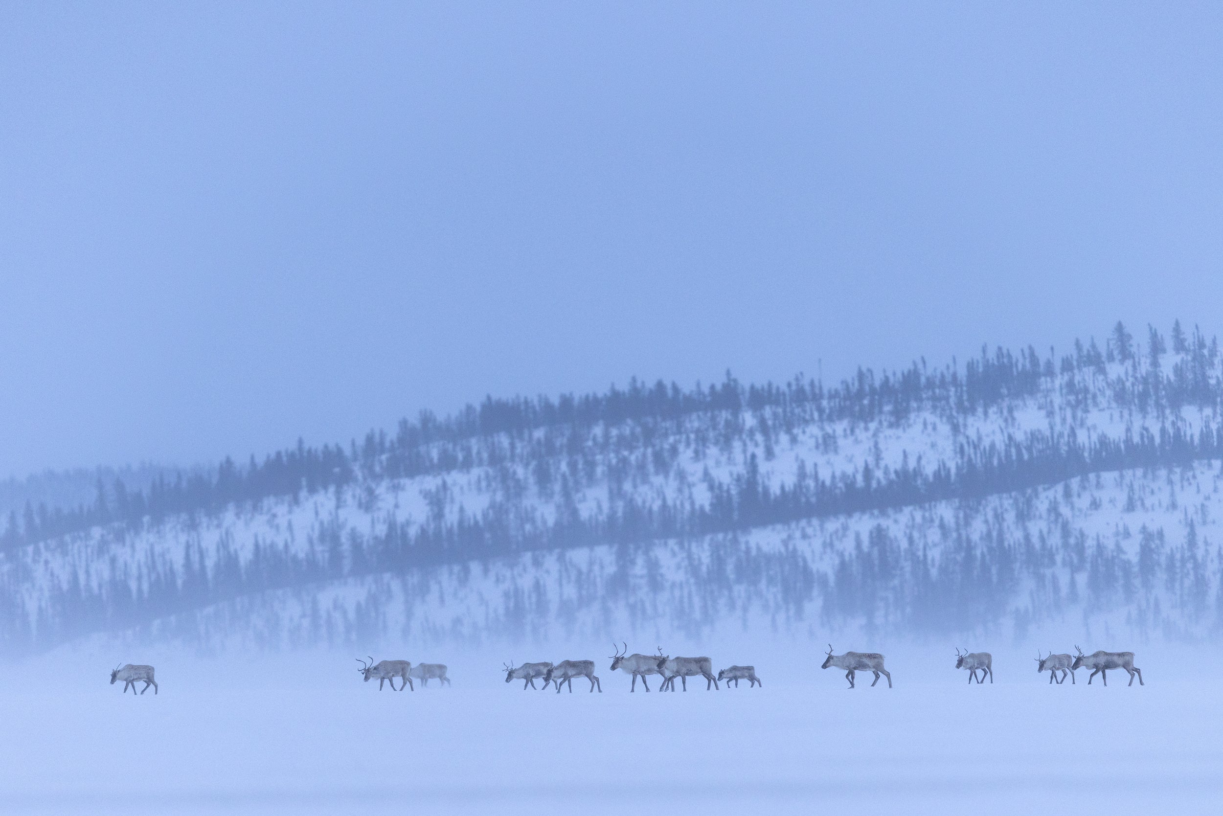 Caribou migrateur - Hiver 160