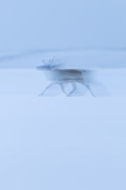 Caribou migrateur - Hiver 164