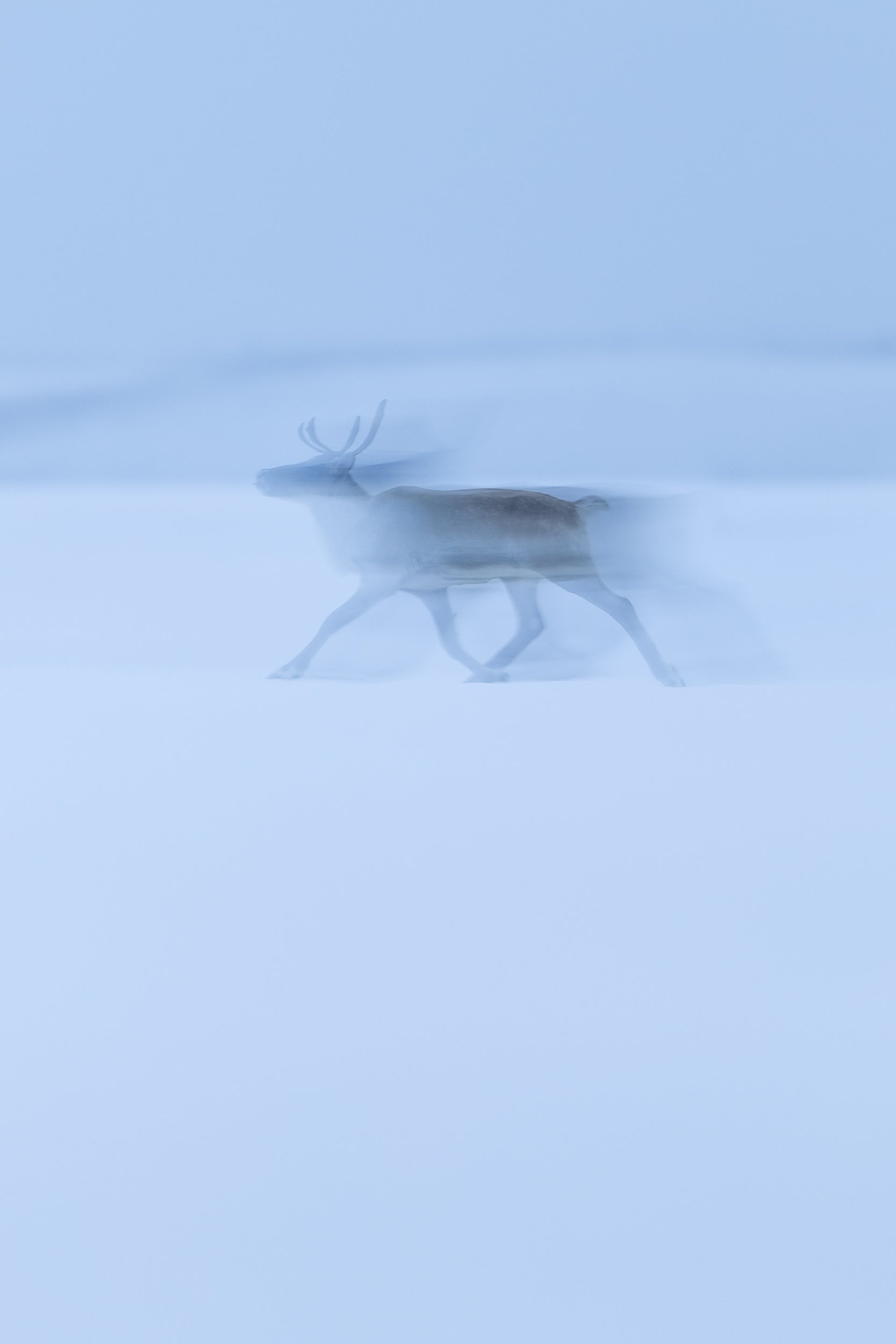 Caribou migrateur - Hiver 164