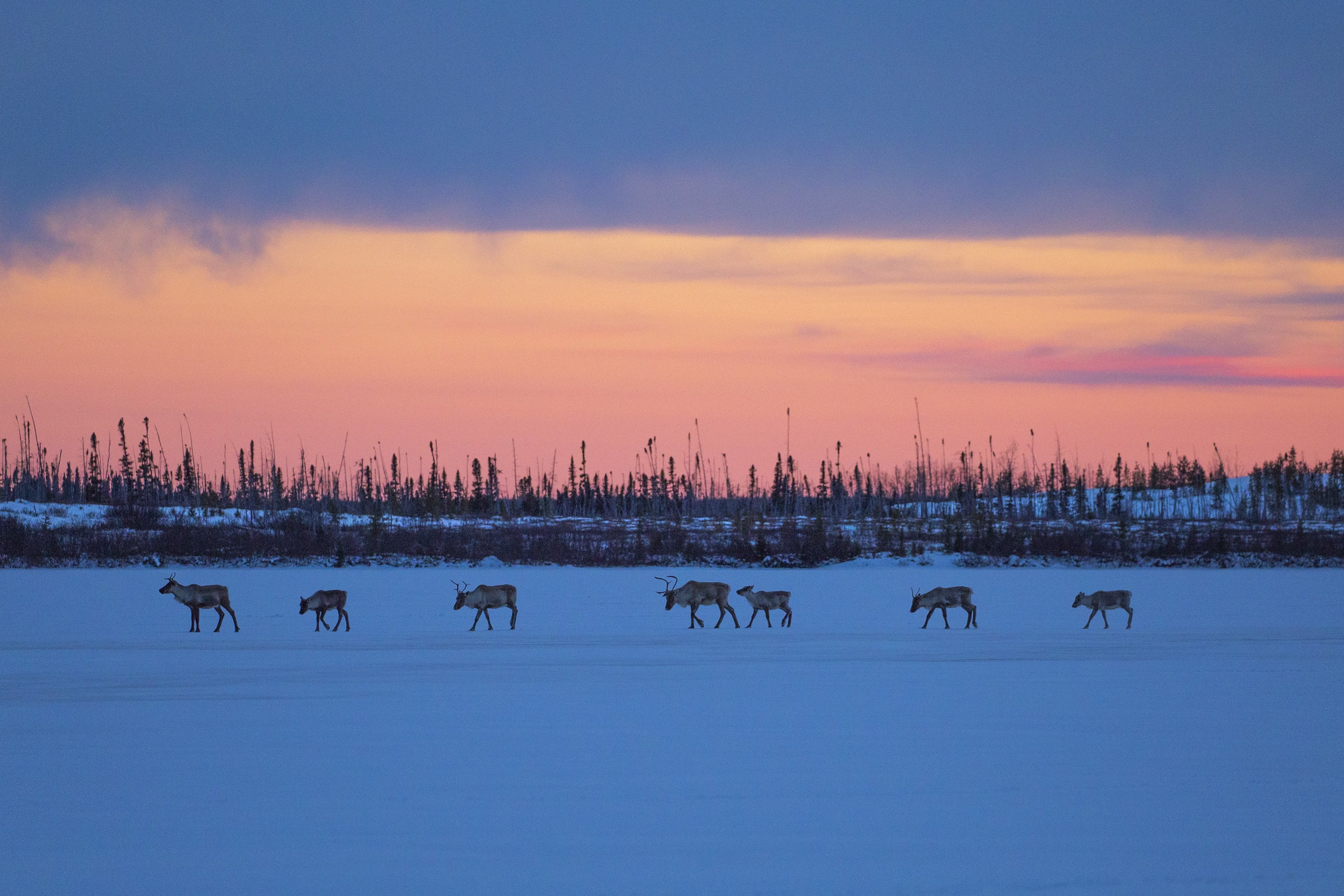 Caribou migrateur - Hiver 017