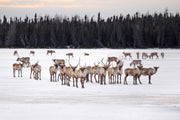 Caribou migrateur - Hiver 018