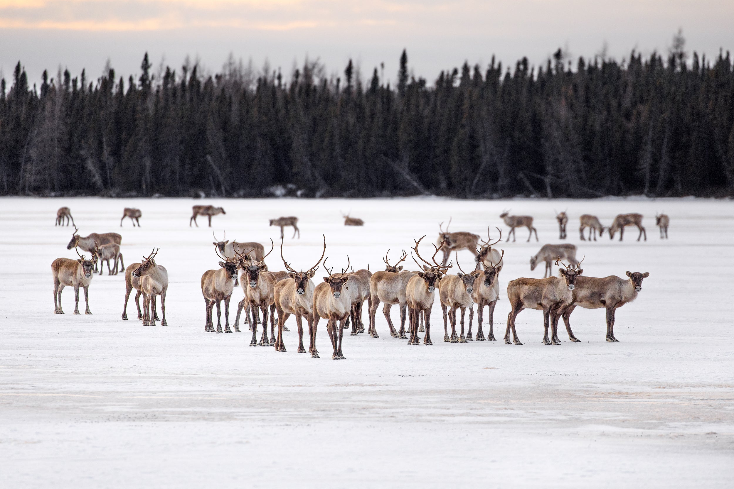 Caribou migrateur - Hiver 018