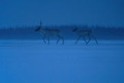 Caribou migrateur - Hiver 020